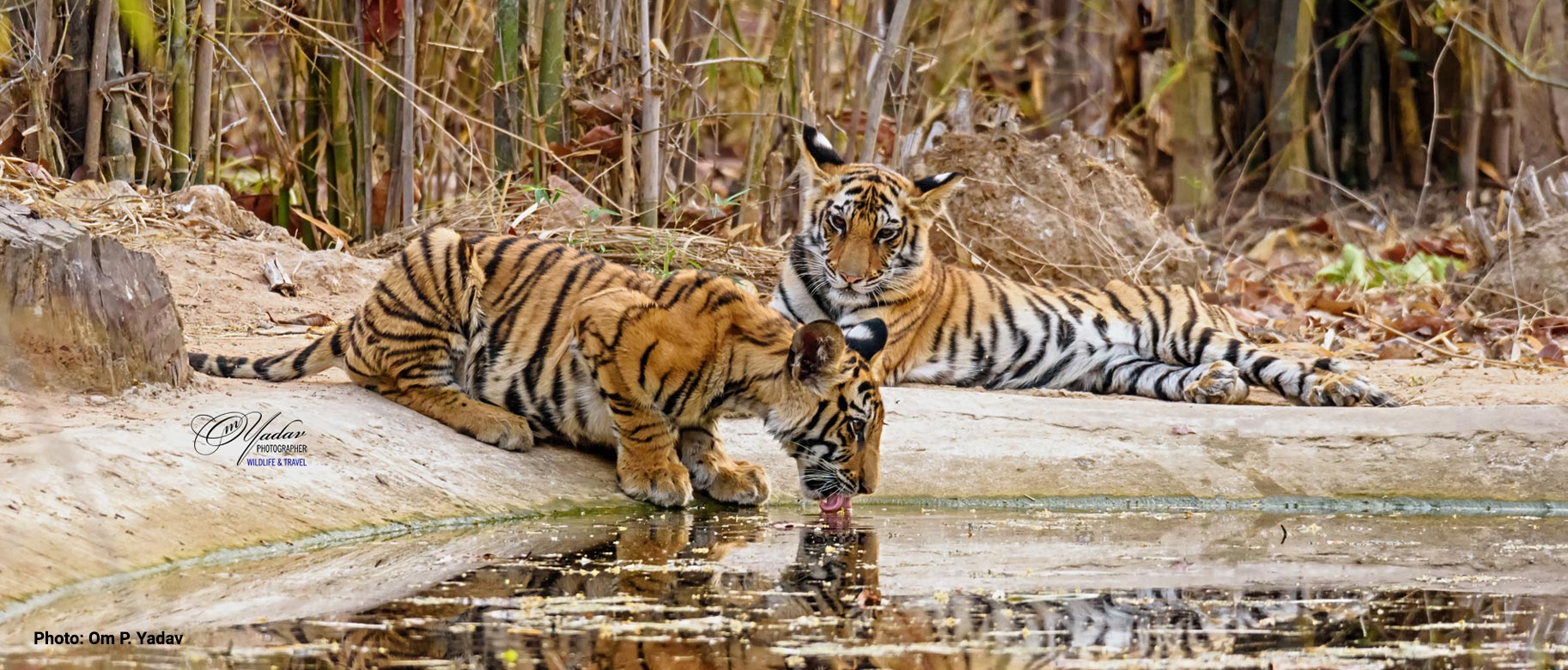 Wildlife Conservation Nepal