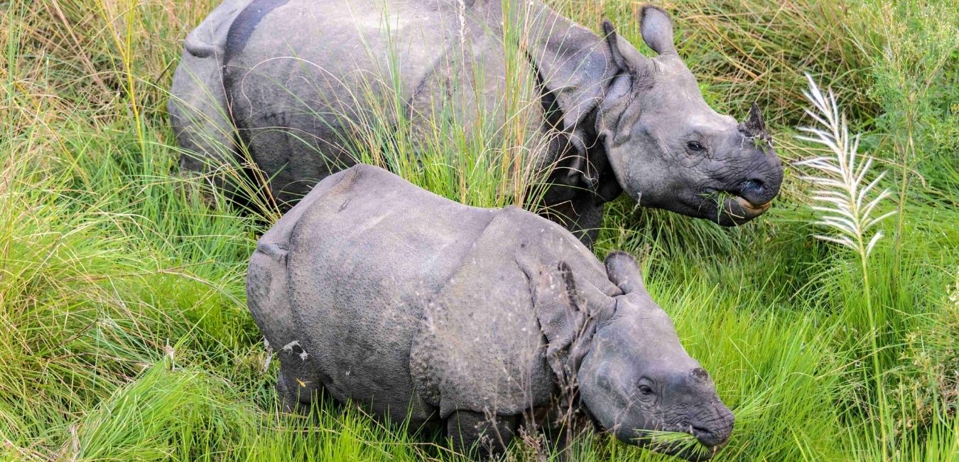 THE GREATER ONE-HORNED RHINOCEROS – A SPECIES PROTECTED IS A HERITAGE MAINTAINED