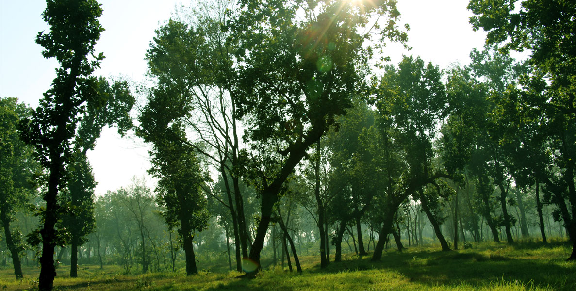 Women, the Protectors of Forests